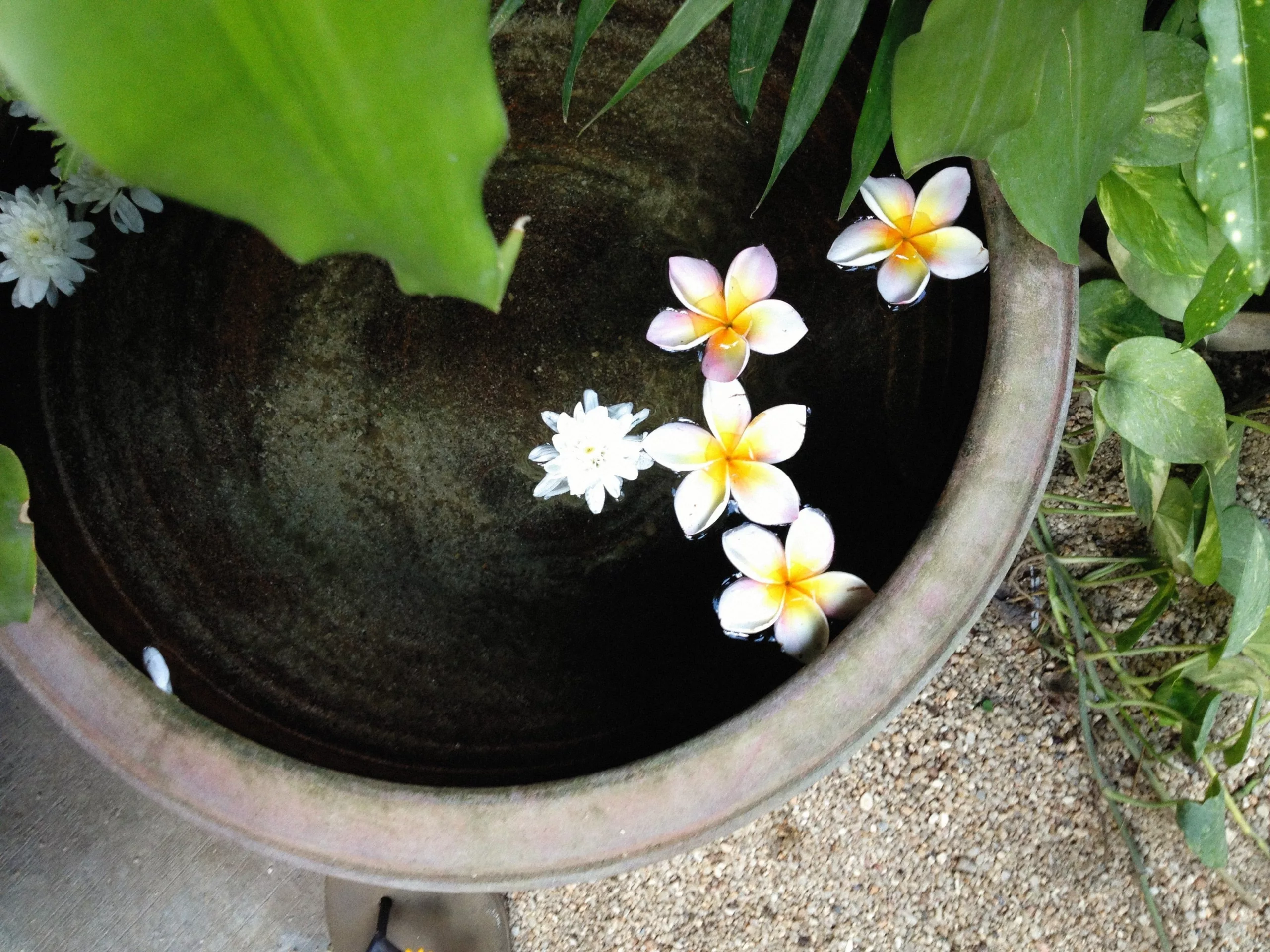 Focus on pioneers of the Sinhala novel